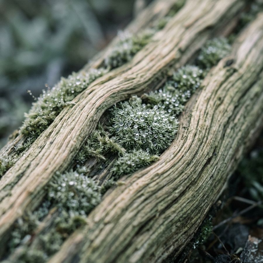 Détail de bois et de mousse couverts de rosée dans un sous-bois