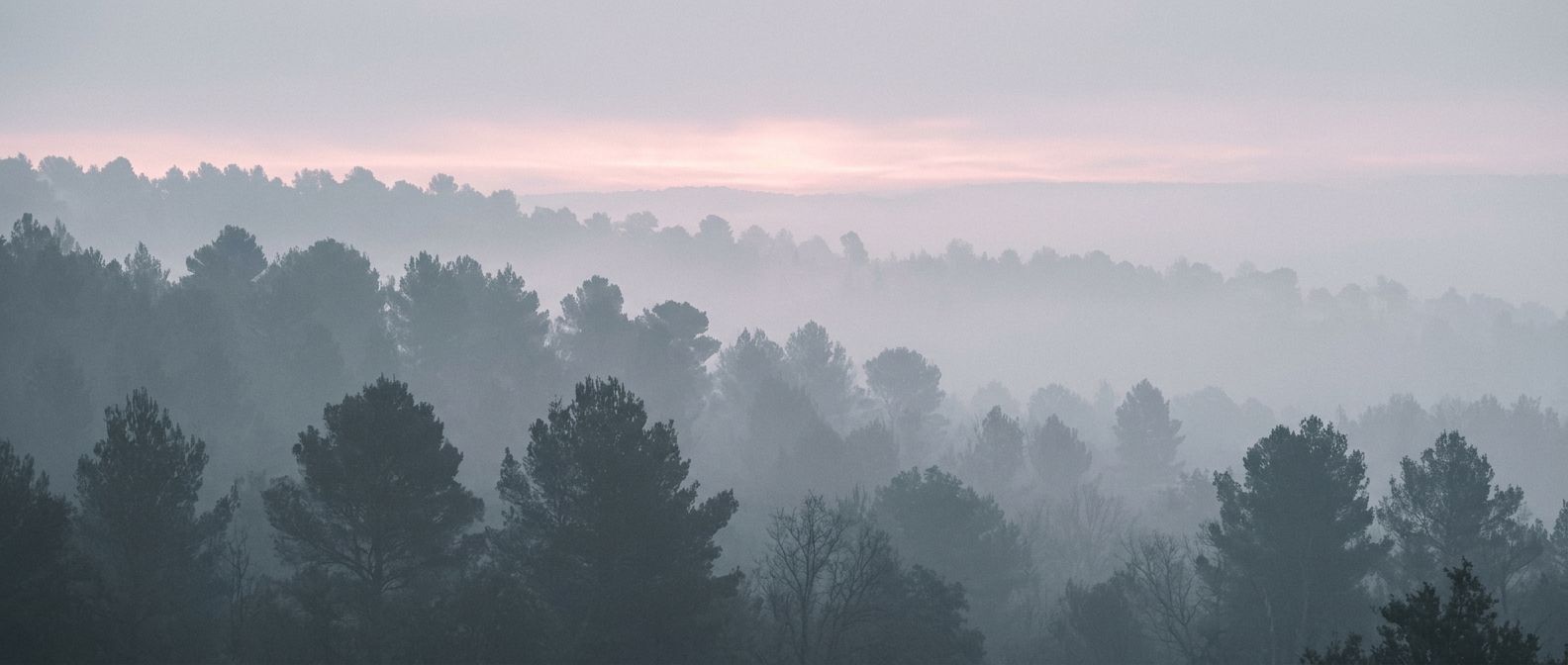 Forêt brumeuse au petit matin, ambiance des domaines nature accompagnés par uniqaë